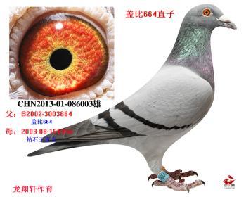 "龙翔轩""盖比664直子