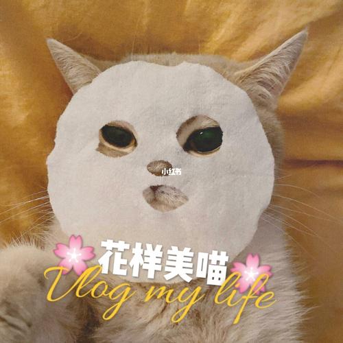 小猫咪也要做面膜呀_面膜_猫咪_中街(中街路)自由行热门攻略_美白