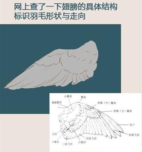 板绘素材翅膀的详细画法
