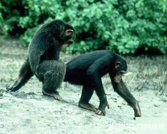 搞笑动物性行为盘点:交配数小时不停嚎叫