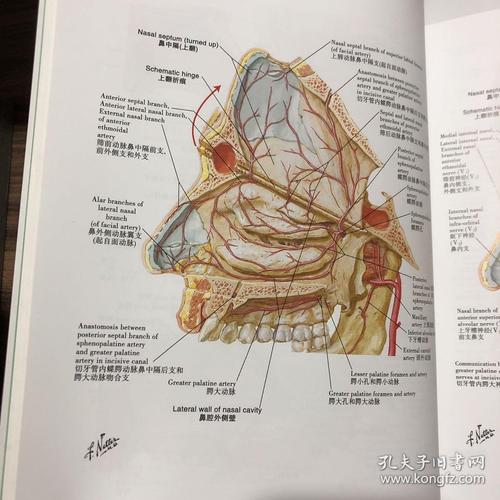 奈特人体解剖学彩色图谱(第6版)