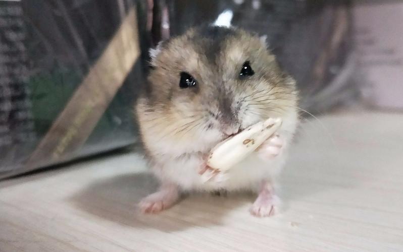 【仓鼠】儿叽成长日记02 :磕瓜子