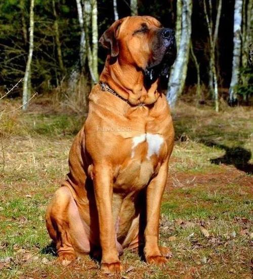 最为凶残的九大猛犬有你心目中的吗别再以为杜高干不过美洲狮