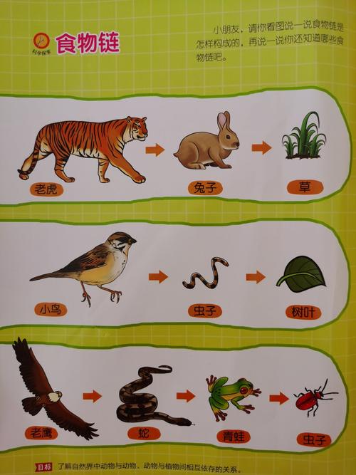 主题游戏活动: 《食物链》 目标: 了解自然界中动物与动物,动物与植物