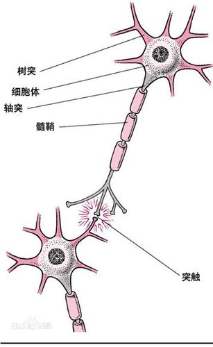 b轴突神经元细胞体树突突触 c树突神经元细胞体轴突