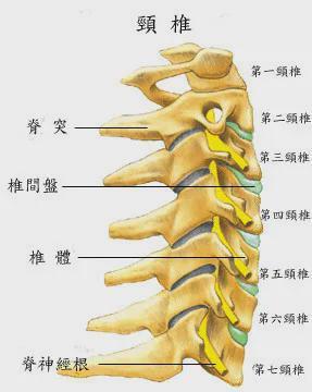 伙德公|一根脊椎,竟然会引起100多种疾病!_胸椎