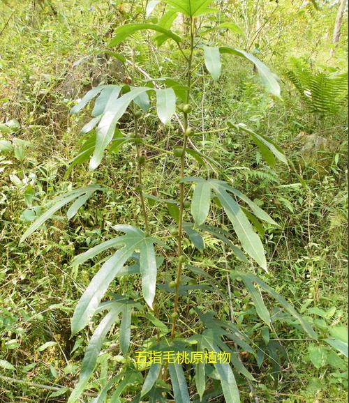 饮"五指毛桃汤"后中毒晕眩?警惕混入这东西,有致命危险