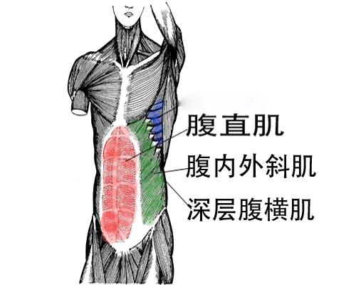 一张图秒懂腹肌