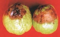 石榴炭疽病
