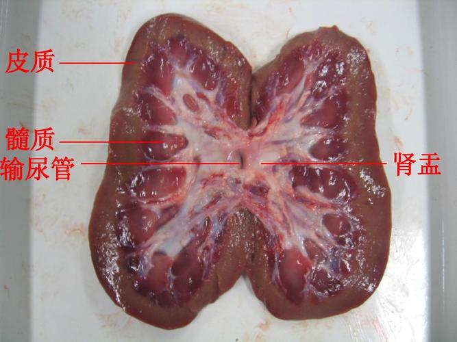 肾盂  