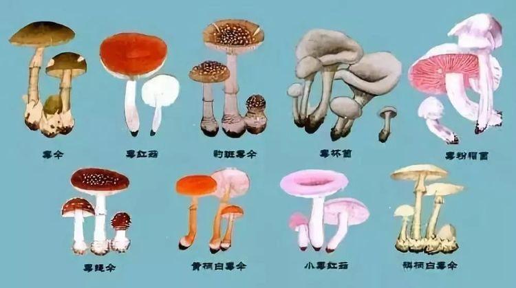 珍爱生命远离毒蘑菇弋阳县第一幼儿园预防毒蘑菇宣传