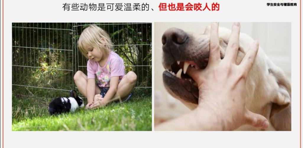所以温柔可爱的小动物也是会咬人的,我们和它们相处的时候一点要注意