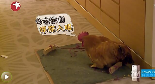 大灰狼1秒退化小绵羊,原来房间有的真是只鸡!