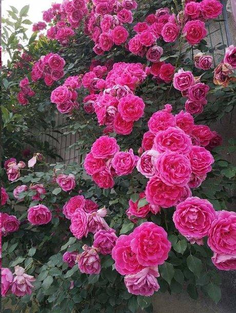 相关搜索 王妃月季 大天使月季 艾拉绒球月季 羽毛月季 罗萨月季