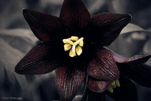 曼陀罗花的图片,真的有黑色曼陀罗的存在吗?求图