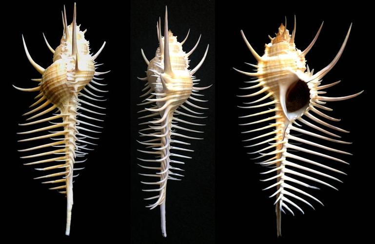 栉棘骨螺( murex pecten).