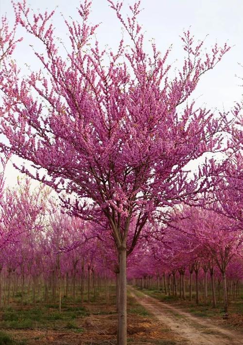 嫁接的玫红色巨紫荆,真的太惊艳