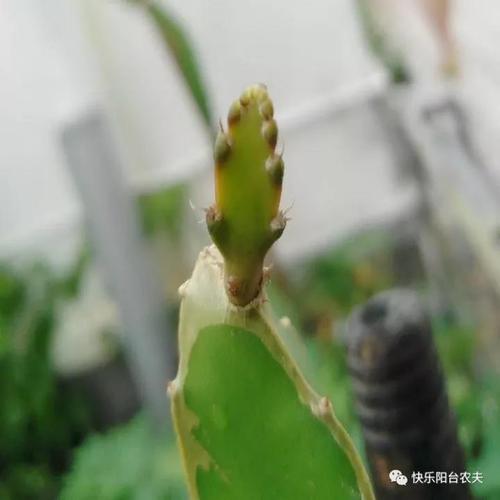 火龙果枝条萌发过程,想不到小时候的火龙果枝条如此萌萌哒!