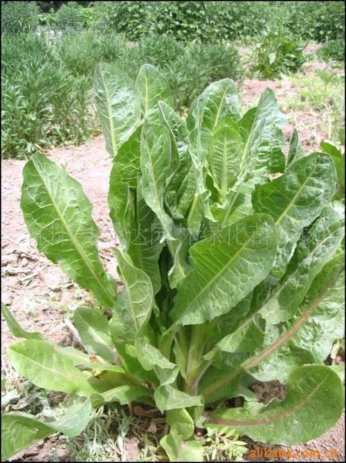 益丰菊苣黑麦草早熟禾高羊茅等草坪种子