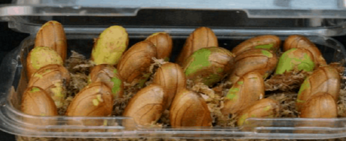 菠萝蜜种子盆栽怎么种