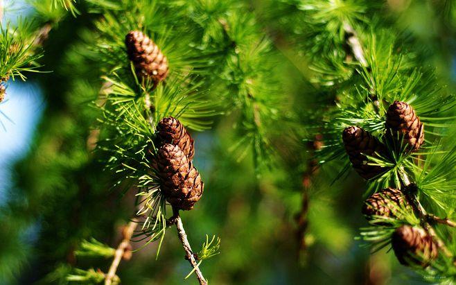 坚韧不拔 松树的果实高清电脑桌面壁纸图(7)_风景壁纸