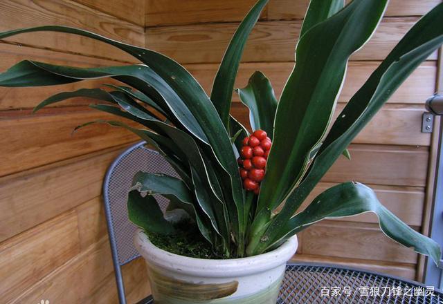 观叶稀有品种——植物非试管高效快繁中华万年青