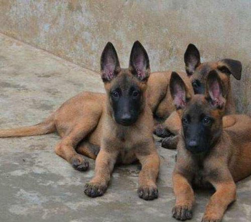 精品爆红小马犬