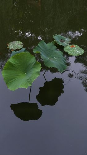 荷叶上滑落的露珠