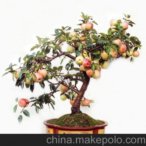 果树盆景海棠盆栽