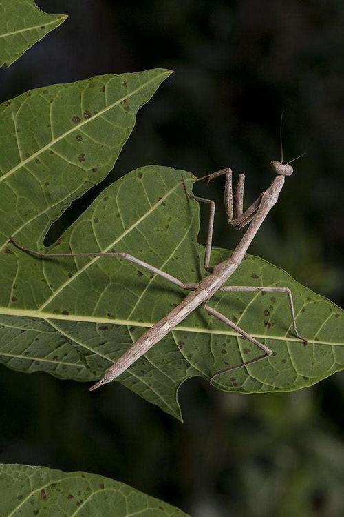 竹节虫目·竹节虫总科:竹节虫