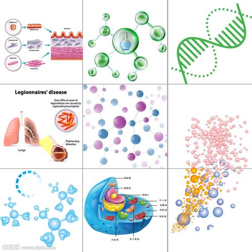 人体细胞结构图片