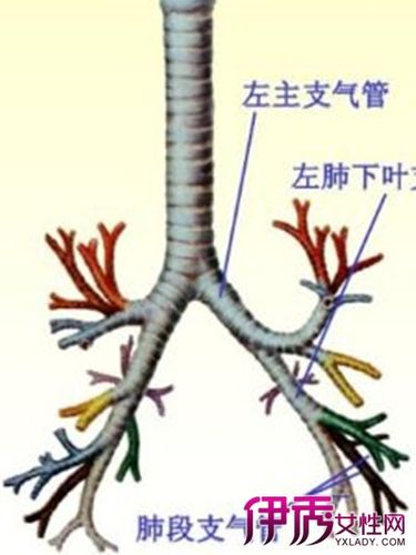 【图】支气管痉挛的缓解方法有哪些 患支气管炎有哪些原因