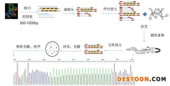它具有共显性,高度可重复性,是研究群体遗传学,进行分子标记辅助育种
