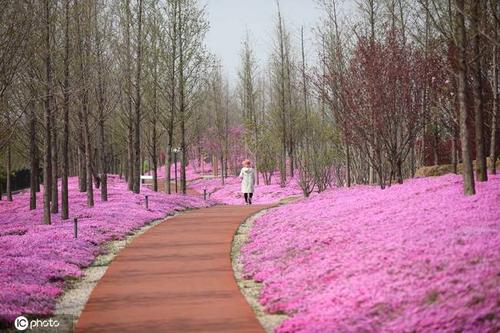 山东日照白鹭湾滨海公园湿地芝樱花绚烂绽放 游客漫步