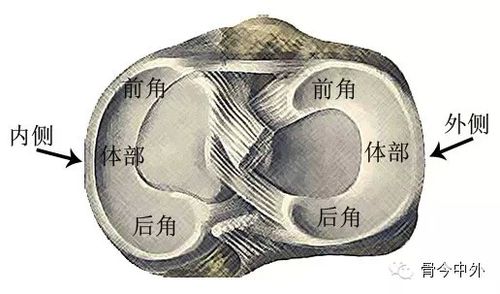 search results for: 半月板