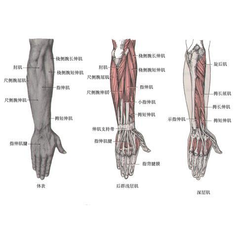 要人体肌肉模型图