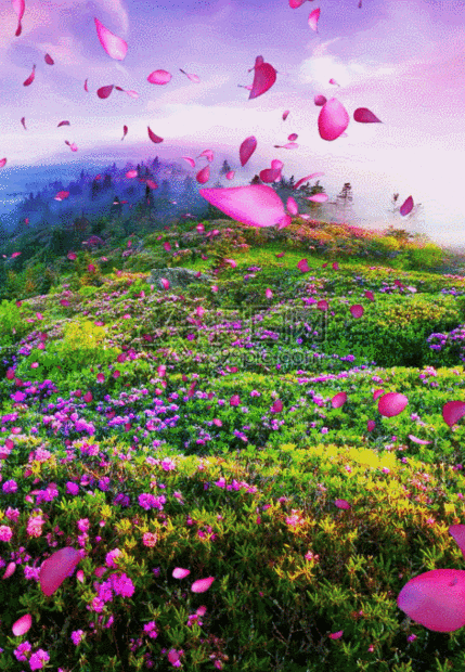 唯美浪漫花瓣飘洒h5动态背景