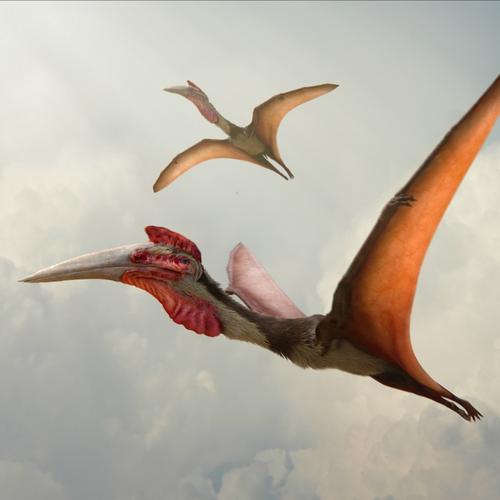 风神翼龙(神龙翼龙科)