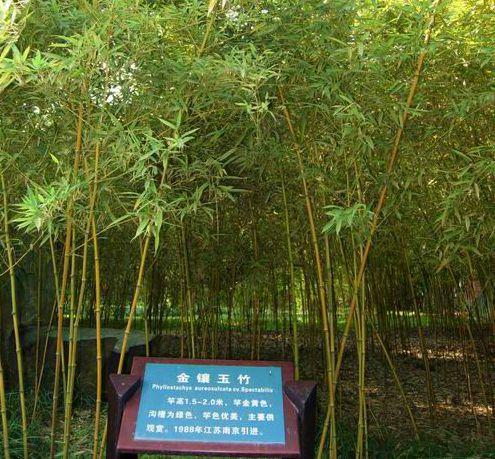 长宁库-金镶玉竹群体