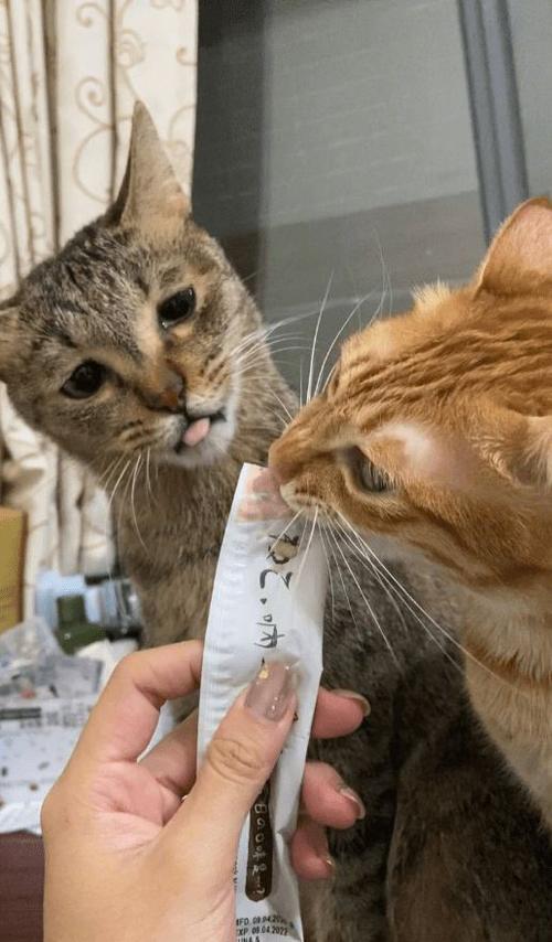 千万不要和橘猫抢吃的因为会忍不住哭出声