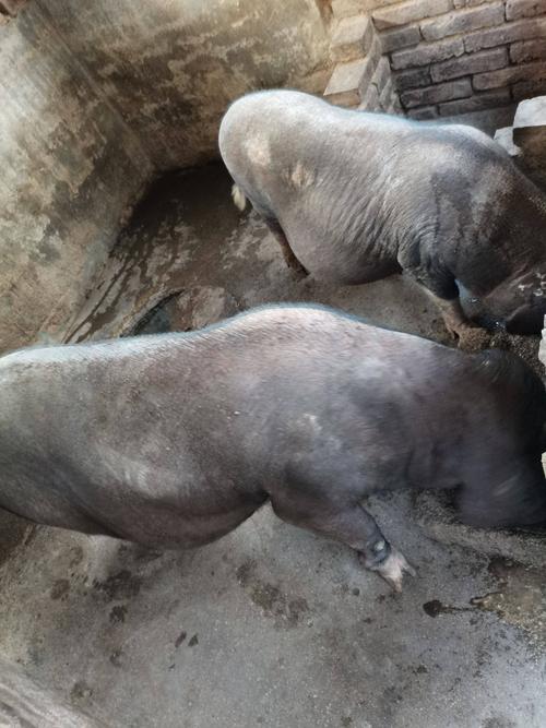 猪 系梅山原种怀孕母猪