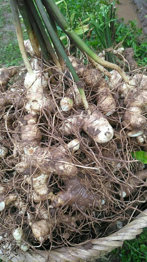 品种名:姜形黄精 货品形态:块 货品状态:新鲜 货品包装:散装