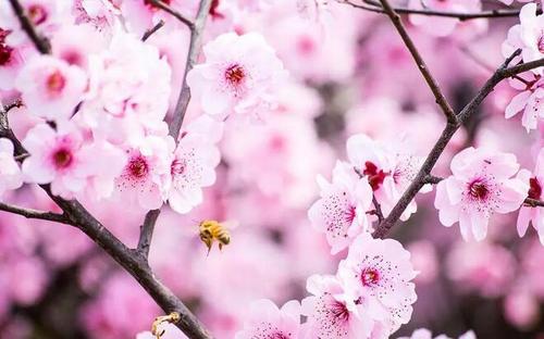 赴约春天静待花开 东营赏花时间地址全攻略