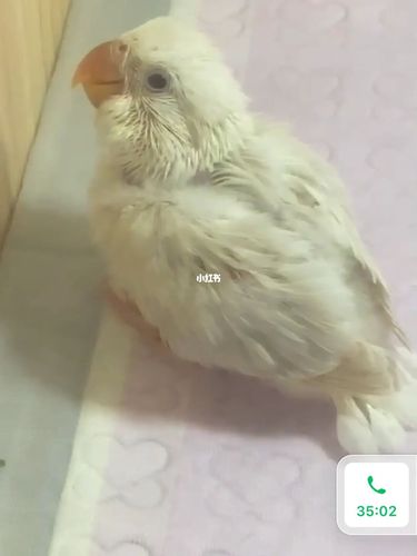 这到底是什么牡丹鹦鹉 墨伊莎是这样的吗_鹦鹉_牡丹_宠物_宠物其他