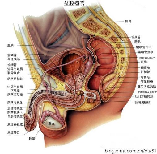 男性前列腺在人体的哪个位置(需要图片)