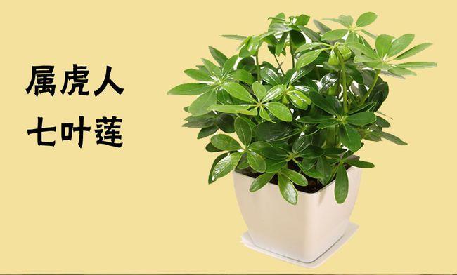十二生肖养什么植物,最招财?