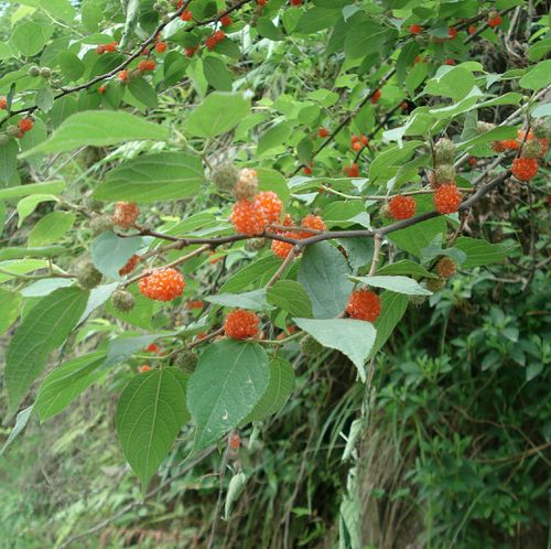泰顺人不知道小构树的果实能吃,其实,它不但可以吃,而且味道不错.