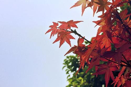 枫叶像什么的比喻句