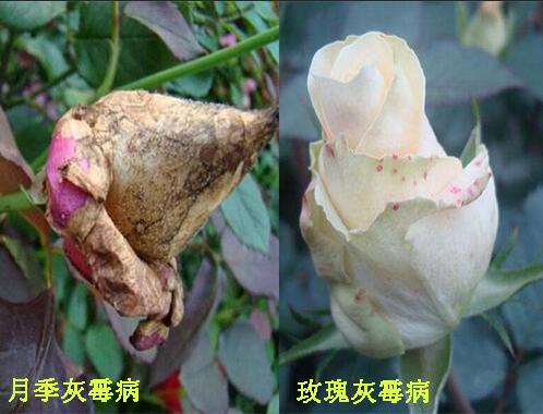 月季玫瑰灰霉病的病状杀菌剂使用方法
