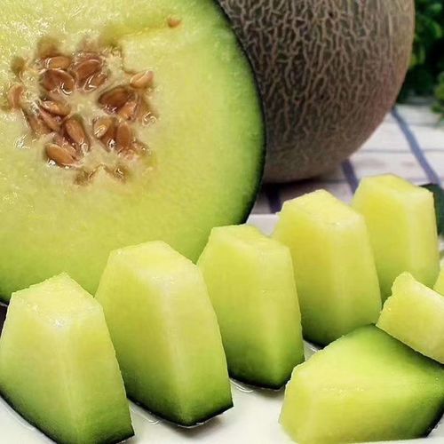 一藤一瓜自然熟,成就了齁甜多汁的山东海阳网纹瓜